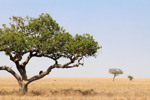 Tree on field against clear sky