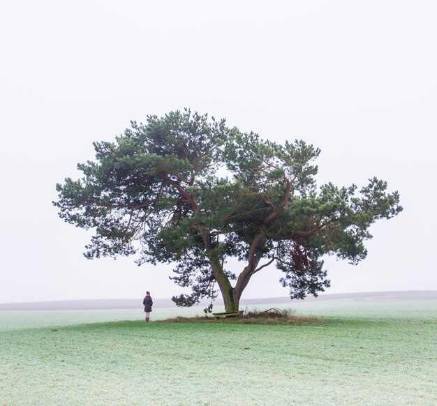 Foto albero sul campo contro un cielo limpido