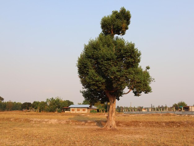 Tree on field against clear sky