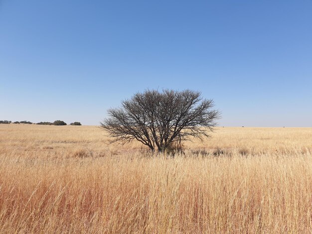 Foto albero sul campo contro un cielo limpido