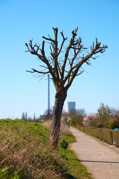 Foto albero sul campo contro un cielo limpido