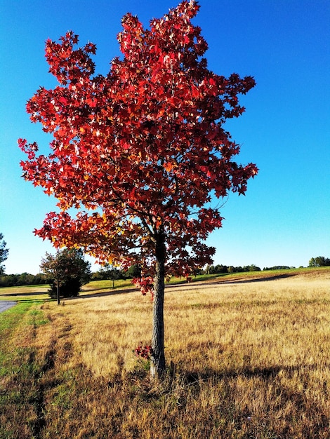 Tree on field against clear sky