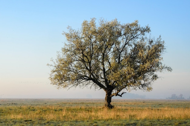 Tree on field against clear sky