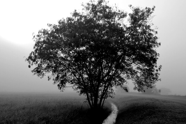 Foto albero sul campo contro un cielo limpido