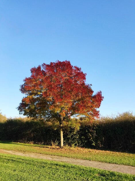 Tree on field against clear sky