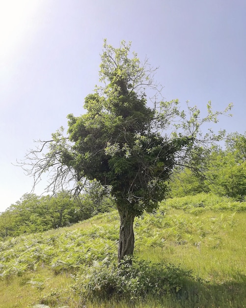 Foto albero sul campo contro un cielo limpido