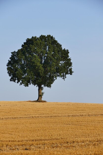 Foto albero sul campo contro un cielo limpido