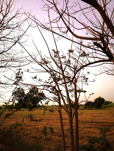 Tree on field against clear sky