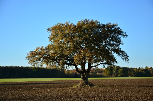 Foto albero sul campo contro un cielo limpido