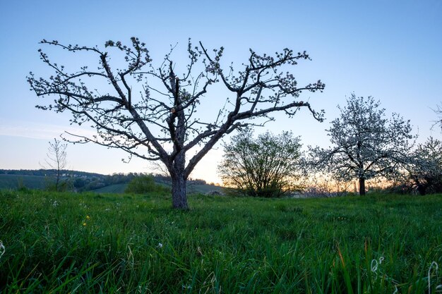 Tree on field against clear sky