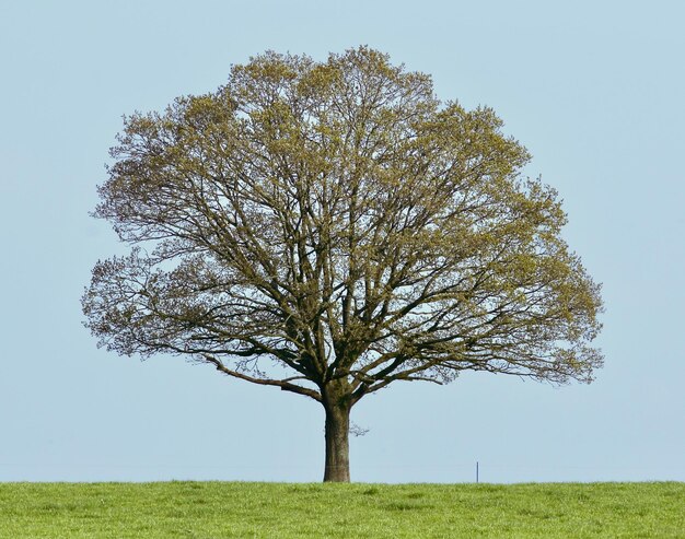 Tree on field against clear sky