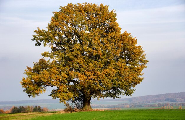 Foto albero sul campo contro il cielo durante l'autunno