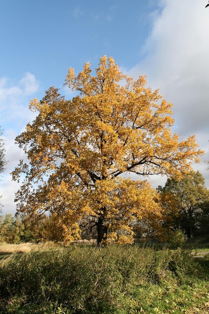 Foto albero nel campo contro il cielo durante l'autunno