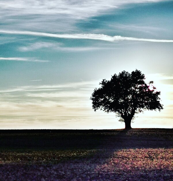 Foto albero sul campo contro il cielo durante il tramonto