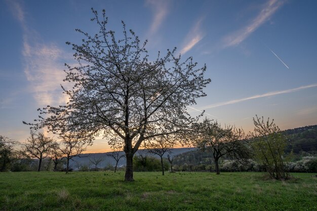 Tree on field against sky during sunset