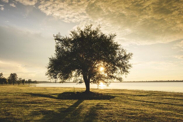 Foto albero sul campo contro il cielo durante il tramonto