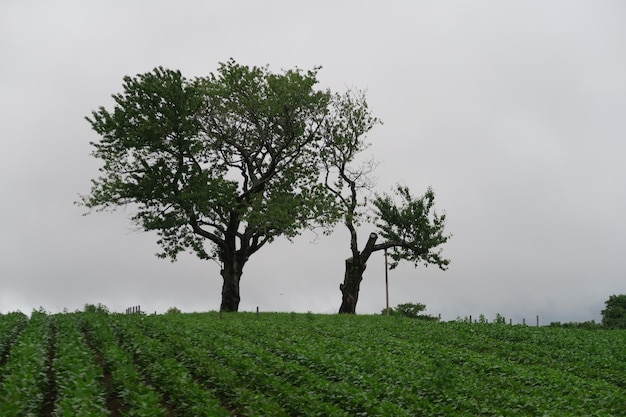 Photo tree on field against sky