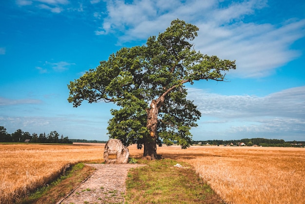 Tree on field against sky