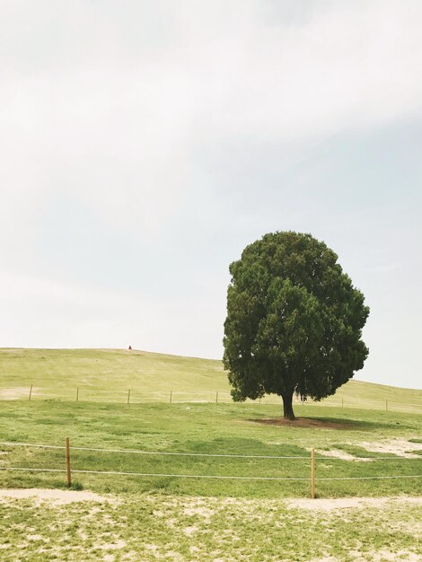 Foto albero nel campo contro il cielo