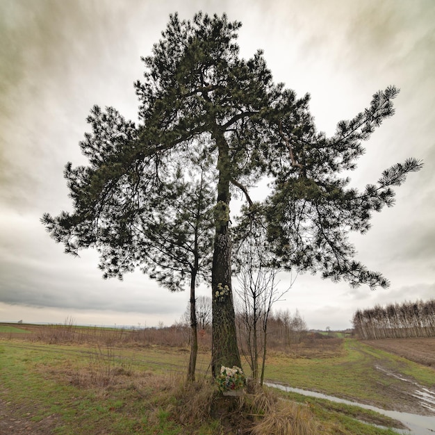 Foto albero sul campo contro il cielo