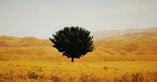 Tree on field against sky