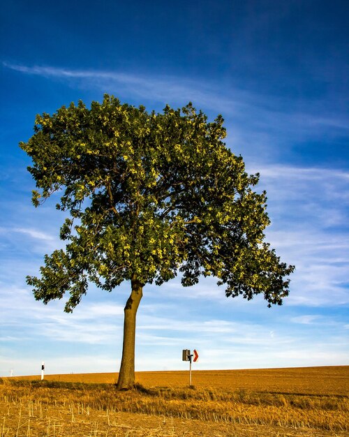 Foto albero sul campo contro il cielo