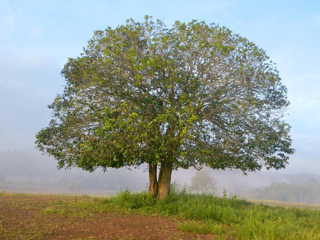 Tree on field against sky