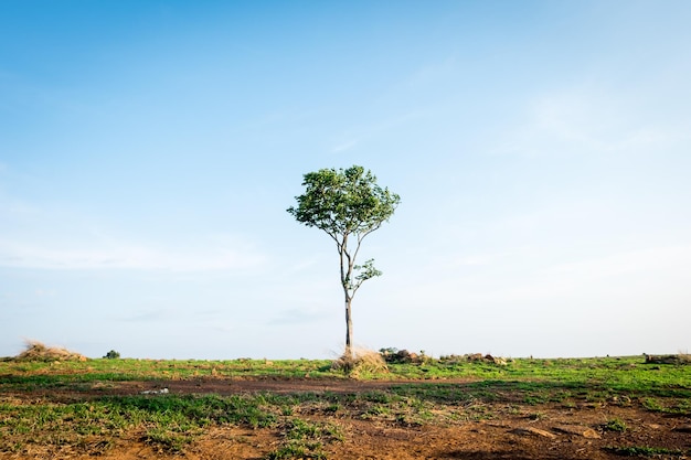 Tree on field against sky