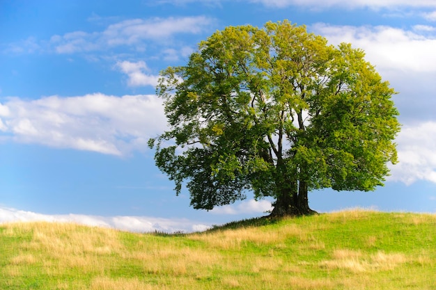 Photo tree on field against sky