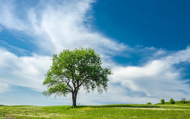 Foto albero sul campo contro il cielo