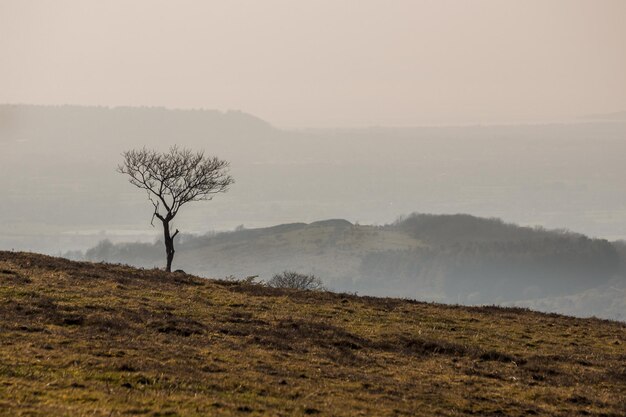 Photo tree on field against sky