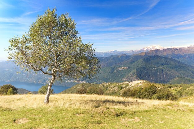 Foto albero sul campo contro il cielo