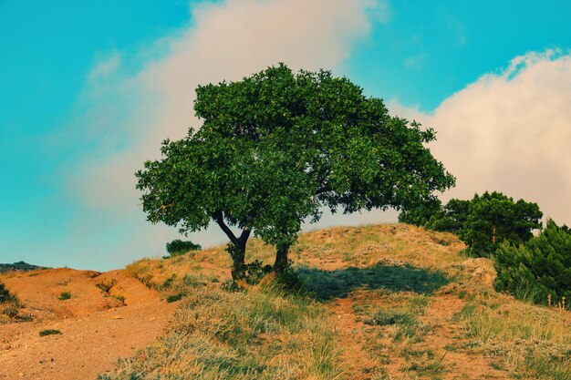 Foto albero sul campo contro il cielo