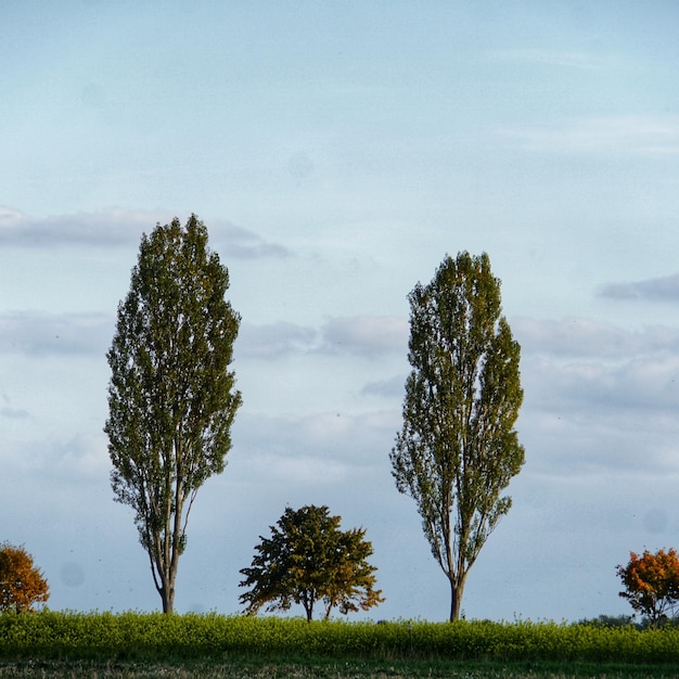 Foto albero sul campo contro il cielo