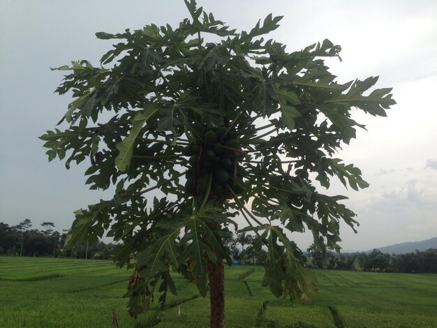 Tree on field against sky