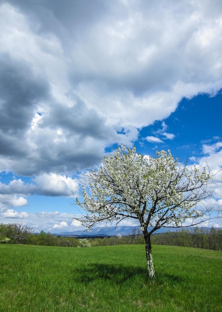 Foto albero sul campo contro il cielo