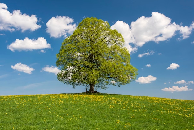 Foto albero sul campo contro il cielo