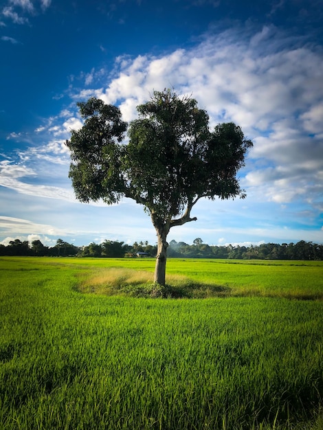 Photo tree on field against sky