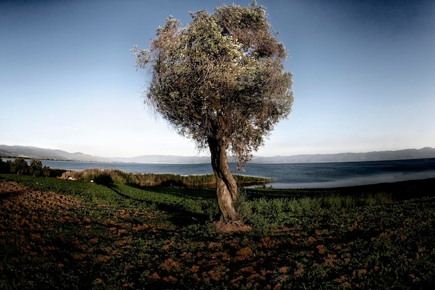 Albero sul campo contro il cielo