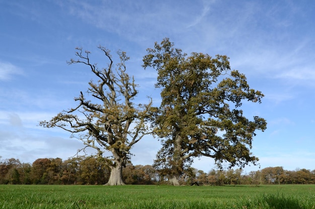 Foto albero sul campo contro il cielo