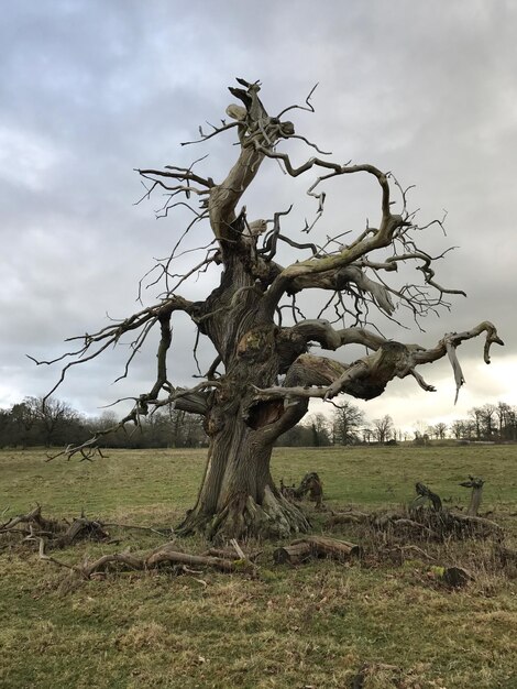 Tree on field against sky