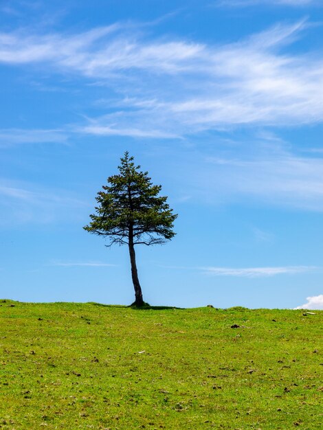 Foto albero sul campo contro il cielo