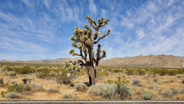 Foto albero sul campo contro il cielo