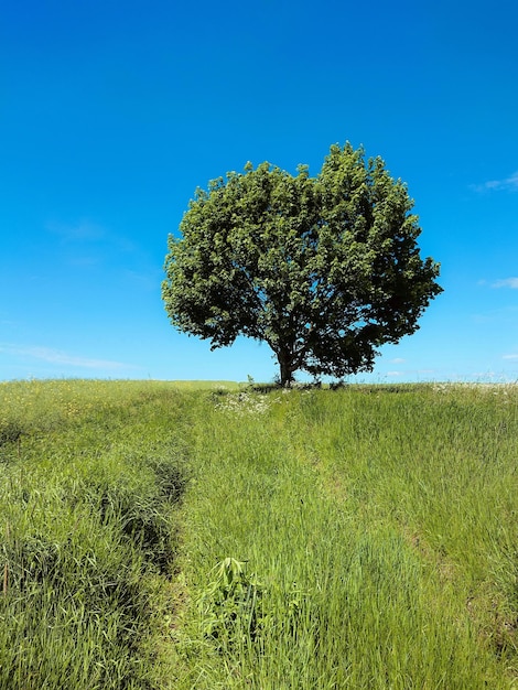 Foto albero sul campo contro il cielo