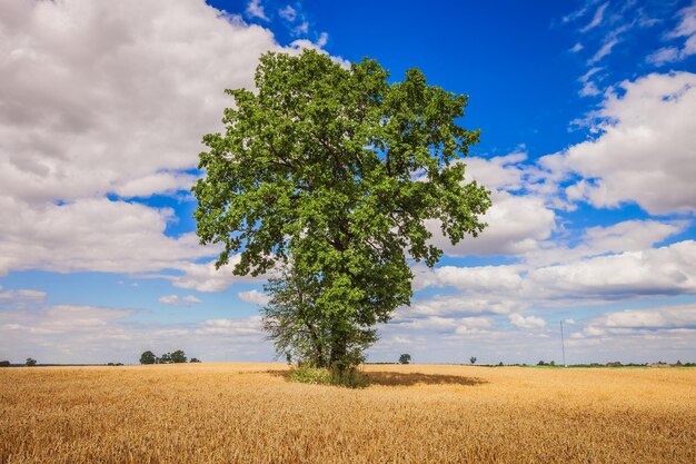 Photo tree on field against sky