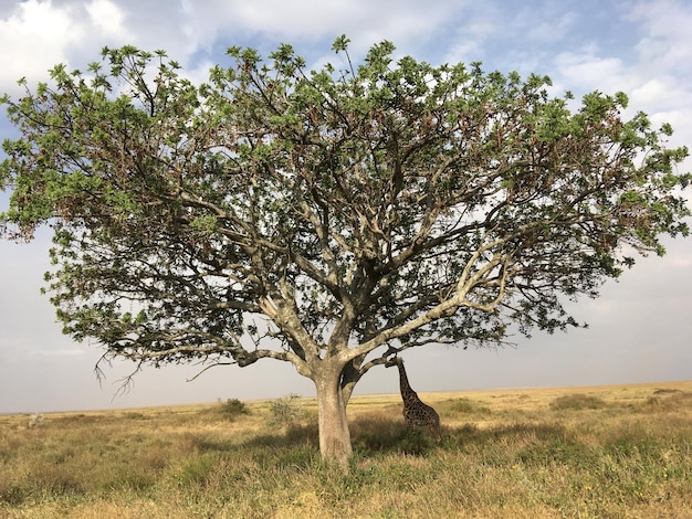 Foto albero sul campo contro il cielo