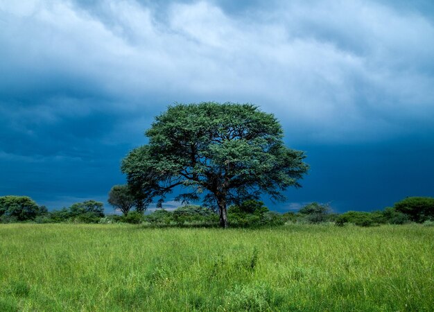 Photo tree on field against sky