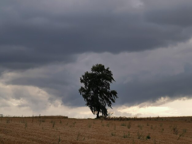 Photo tree on field against sky