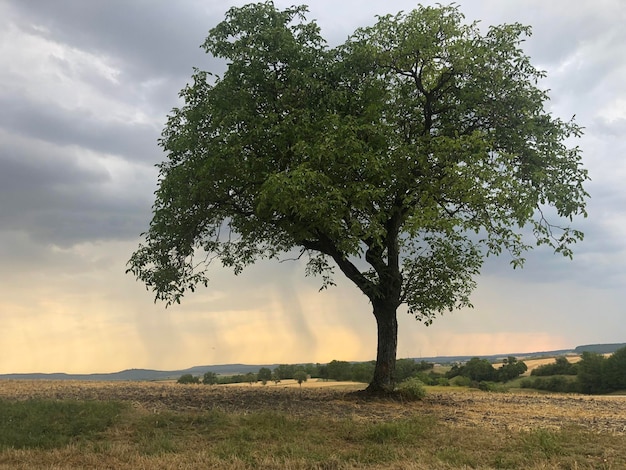 Photo tree on field against sky