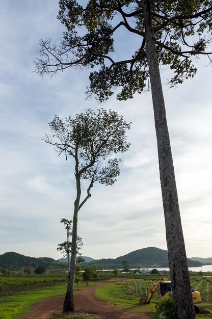 Tree on field against sky